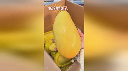 海南金煌芒 優質農產品的鮮美代表